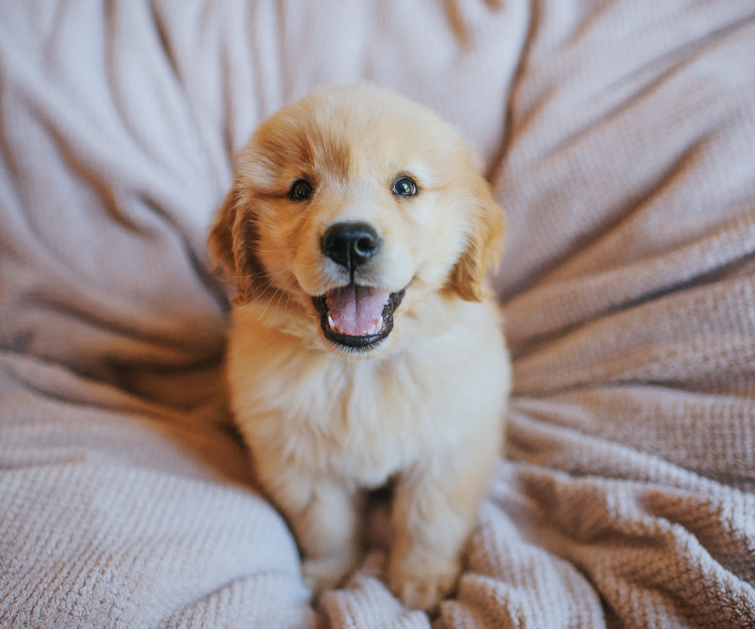 A cheerful Golden Retriever puppy sitting on a soft beige blanket, looking up with a big smile.