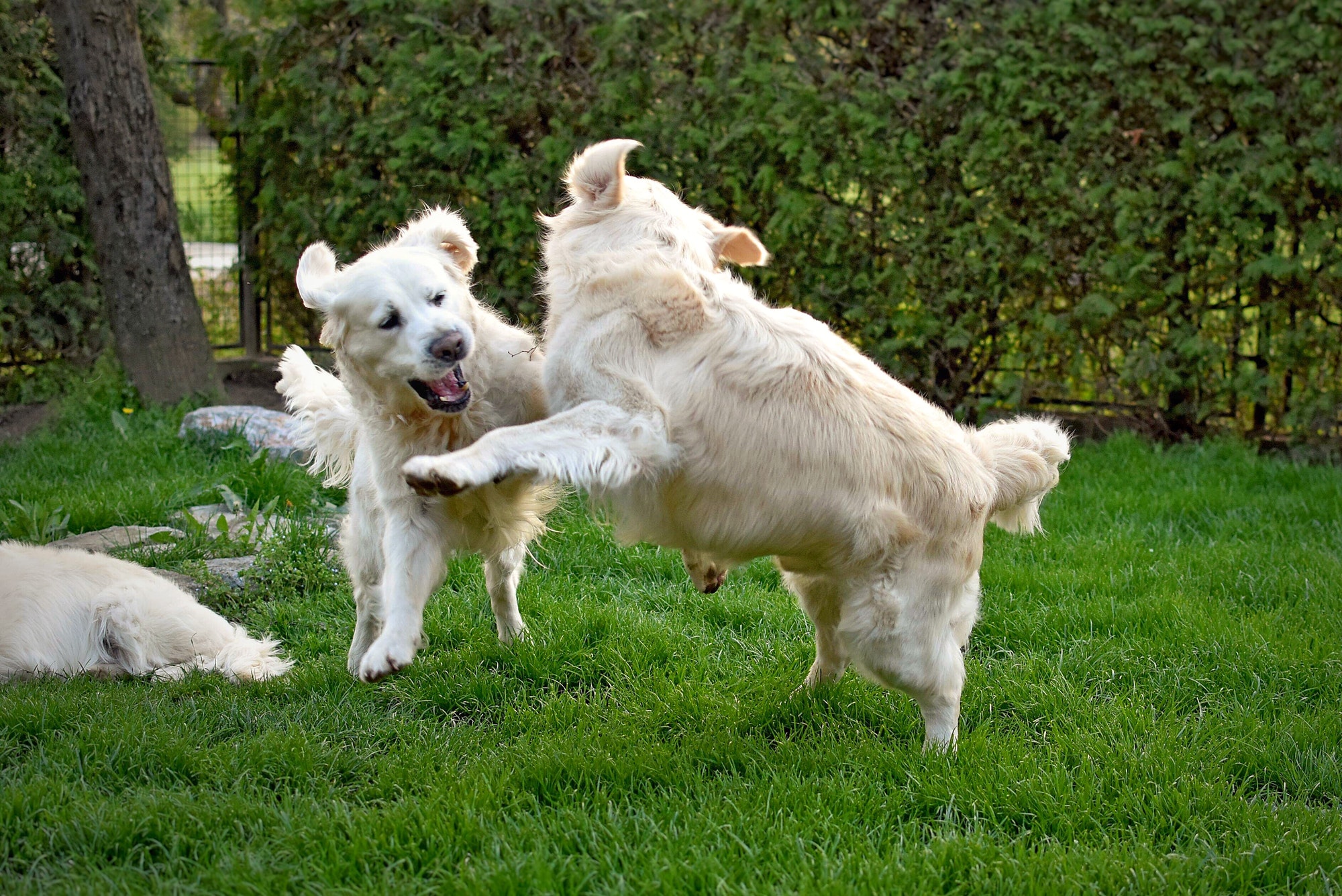Two Golden Retrievers joyfully playing and jumping together on a grassy lawn, surrounded by trees.